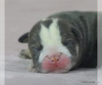 Small #4 Bulldog