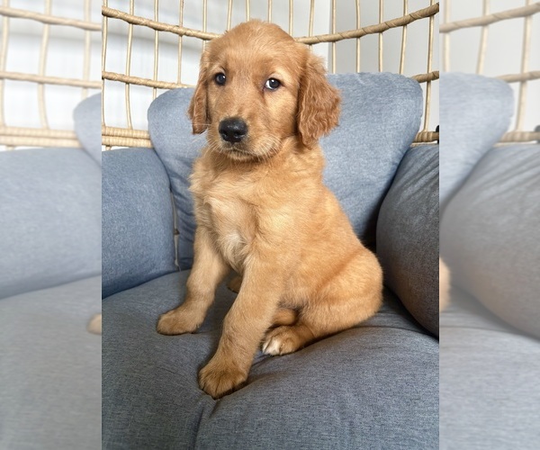 Medium Photo #3 Golden Retriever Puppy For Sale in INDIANAPOLIS, IN, USA