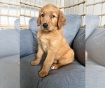 Small #2 Golden Retriever