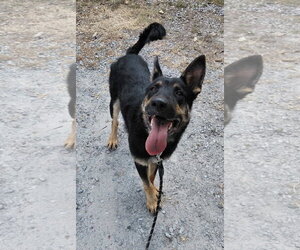 German Shepherd Dog Dogs for adoption in Rustburg, VA, USA