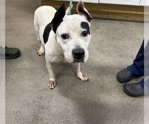 Mutt Dogs for adoption in Forestville, MD, USA