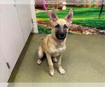 Small #1 German Shepherd Dog Mix