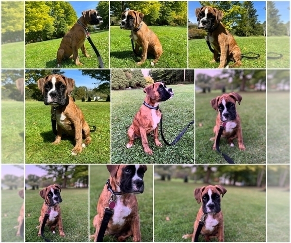Medium Photo #2 Boxer Puppy For Sale in LINN GROVE, IN, USA
