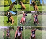 Small Photo #2 Boxer Puppy For Sale in LINN GROVE, IN, USA
