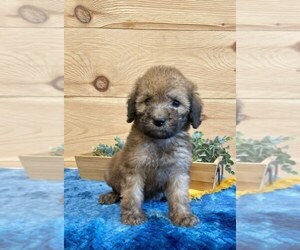Poodle (Standard)-Whoodle Mix Puppy for sale in DOSS, MO, USA