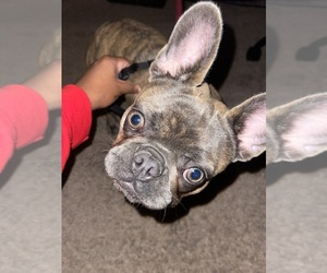 French Bulldog Puppy for sale in LAS VEGAS, NV, USA