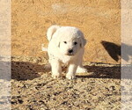Small #5 Great Pyrenees