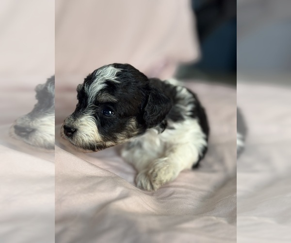 Medium Photo #18 Bernedoodle (Miniature) Puppy For Sale in LONGMONT, CO, USA