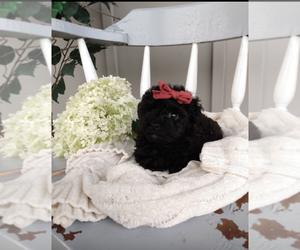 Poodle (Toy) Puppy for sale in DUNDEE, OH, USA