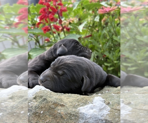 Medium Photo #2 Labrador Retriever Puppy For Sale in COON VALLEY, WI, USA