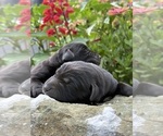 Small #1 Labrador Retriever