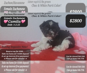 Havanese-Zuchon Mix Puppy for sale in TUCSON, AZ, USA