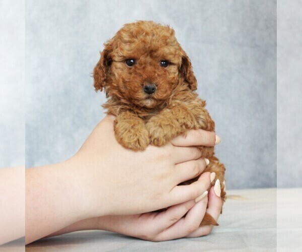 Medium Photo #4 Poodle (Toy) Puppy For Sale in COATESVILLE, PA, USA
