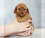 Small #2 Poodle (Toy)