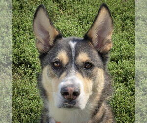 German Shepherd Dog-Huskies Mix Dogs for adoption in Huntley, IL, USA