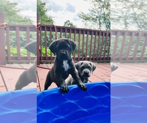 Cane Corso Puppy for sale in MARSHALL, NC, USA