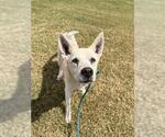 Small #1 Labrador Retriever Mix