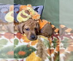 Patch - Male Mutt Dog for Adoption - Small photo