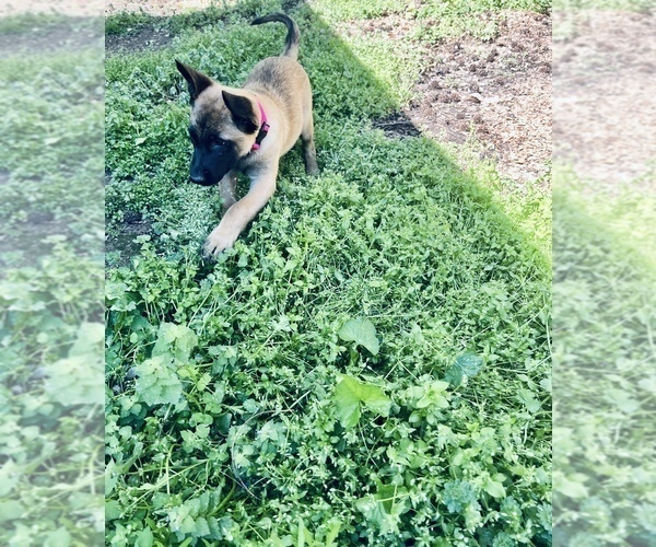 Medium Photo #1 Belgian Malinois Puppy For Sale in CARROLLTON, GA, USA
