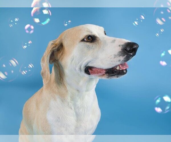 Medium Photo #12 Great Dane-Labrador Retriever Mix Puppy For Sale in Bullard, TX, USA