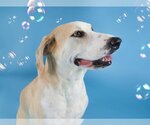 Small #11 Great Dane-Labrador Retriever Mix