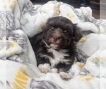 Small Photo #12 Havanese Puppy For Sale in MISHAWAKA, IN, USA
