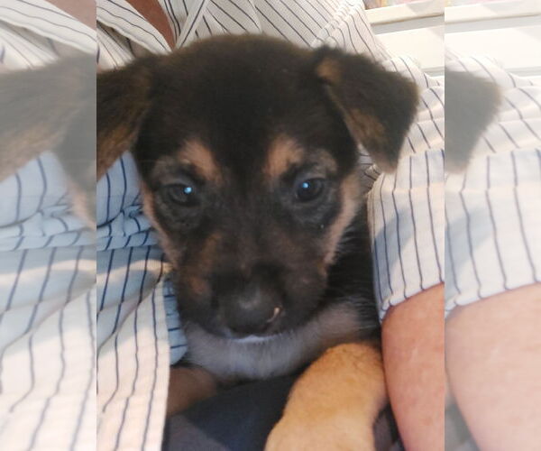 Medium Photo #2 Labrador Retriever-Unknown Mix Puppy For Sale in The Woodlands, TX, USA
