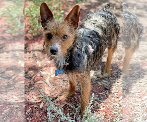 Medium Photo #6 Mutt Puppy For Sale in Corona, CA, USA