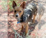 Small #5 Mutt