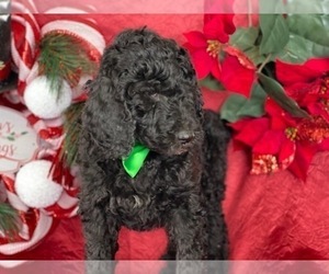Poodle (Standard) Puppy for sale in LANCASTER, PA, USA