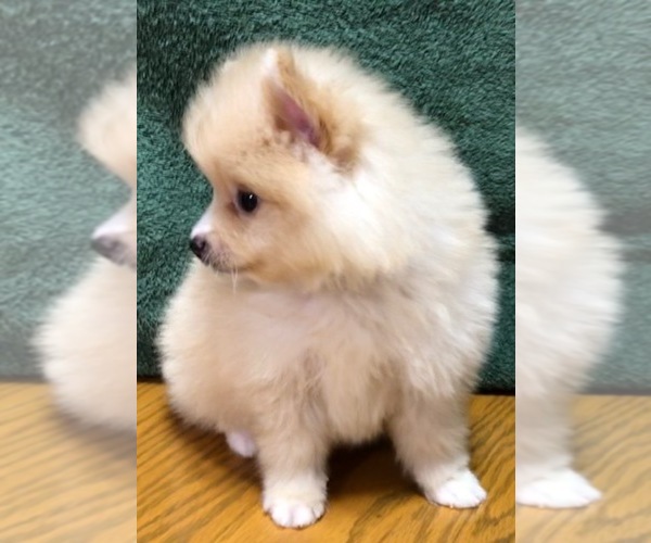 Medium Photo #1 Pomeranian Puppy For Sale in DENVER, CO, USA