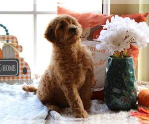 Goldendoodle (Miniature) Puppy for sale in FAIR GROVE, MO, USA