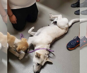 Roxie - Female Siberian Husky-Unknown Mix Dog for Adoption - Photo #6