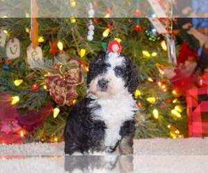 Bernedoodle Puppy for sale in NORTH ADAMS, MI, USA