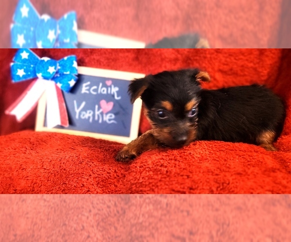 Medium Photo #14 Yorkshire Terrier Puppy For Sale in AKRON, OH, USA