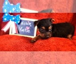 Small #2 Yorkshire Terrier