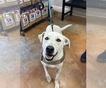 Small #1 Labrador Retriever Mix