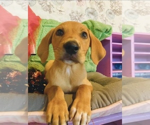 Golden Labrador Puppy for sale in STOCKBRIDGE, GA, USA
