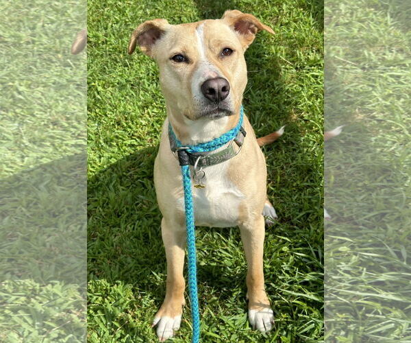 Medium Photo #2 Labrador Retriever-Unknown Mix Puppy For Sale in Rockaway, NJ, USA