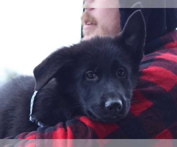 Medium Photo #5 German Shepherd Dog Puppy For Sale in DECATUR, IN, USA