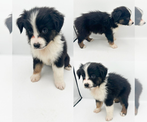 Miniature Australian Shepherd Puppy for sale in BROOKER, FL, USA