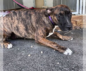 Boxer-Unknown Mix Dogs for adoption in Sterling, MA, USA