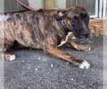 Small Boxer Mix