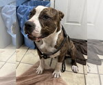 Small Photo #2 Mutt Puppy For Sale in El Centro, CA, USA