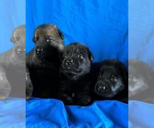 German Shepherd Dog Puppy for sale in POPLARVILLE, MS, USA