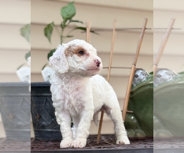 Medium Photo #10 Goldendoodle (Miniature) Puppy For Sale in SAINT MARYS, KS, USA