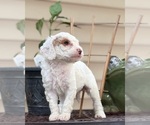 Small #9 Goldendoodle (Miniature)