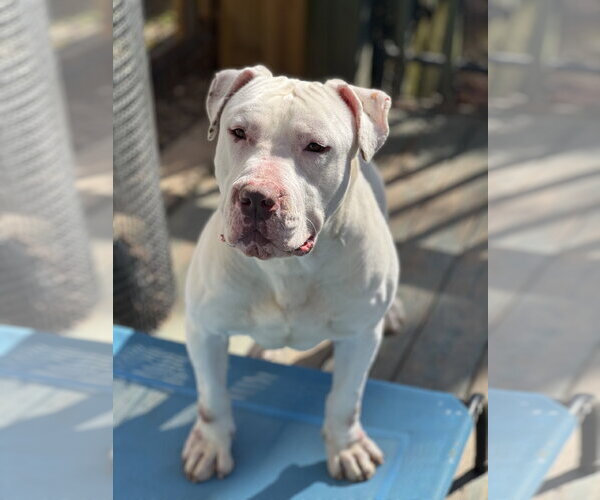 Medium Photo #1 American Bulldog-Unknown Mix Puppy For Sale in Lakemont, GA, USA