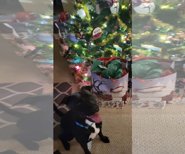 Medium Photo #7 Labrador Retriever-Unknown Mix Puppy For Sale in Princeton, MN, USA