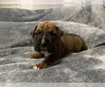 Small Photo #3 Boxer Puppy For Sale in WEST COLUMBIA, SC, USA